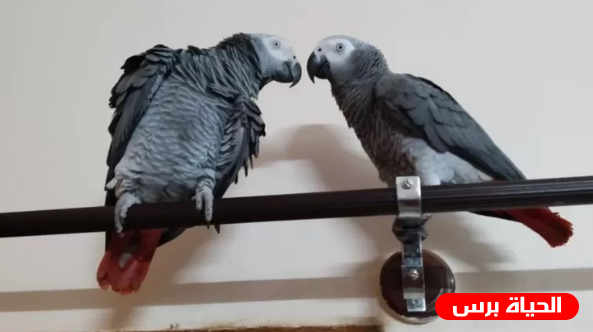 عائلة هندية تدفع الكثير لإستعادة ببغاء 